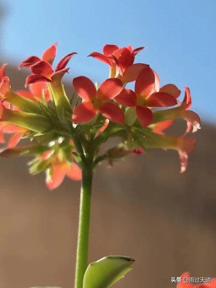 春季养生小知识100个_养肝顺时_春季养生