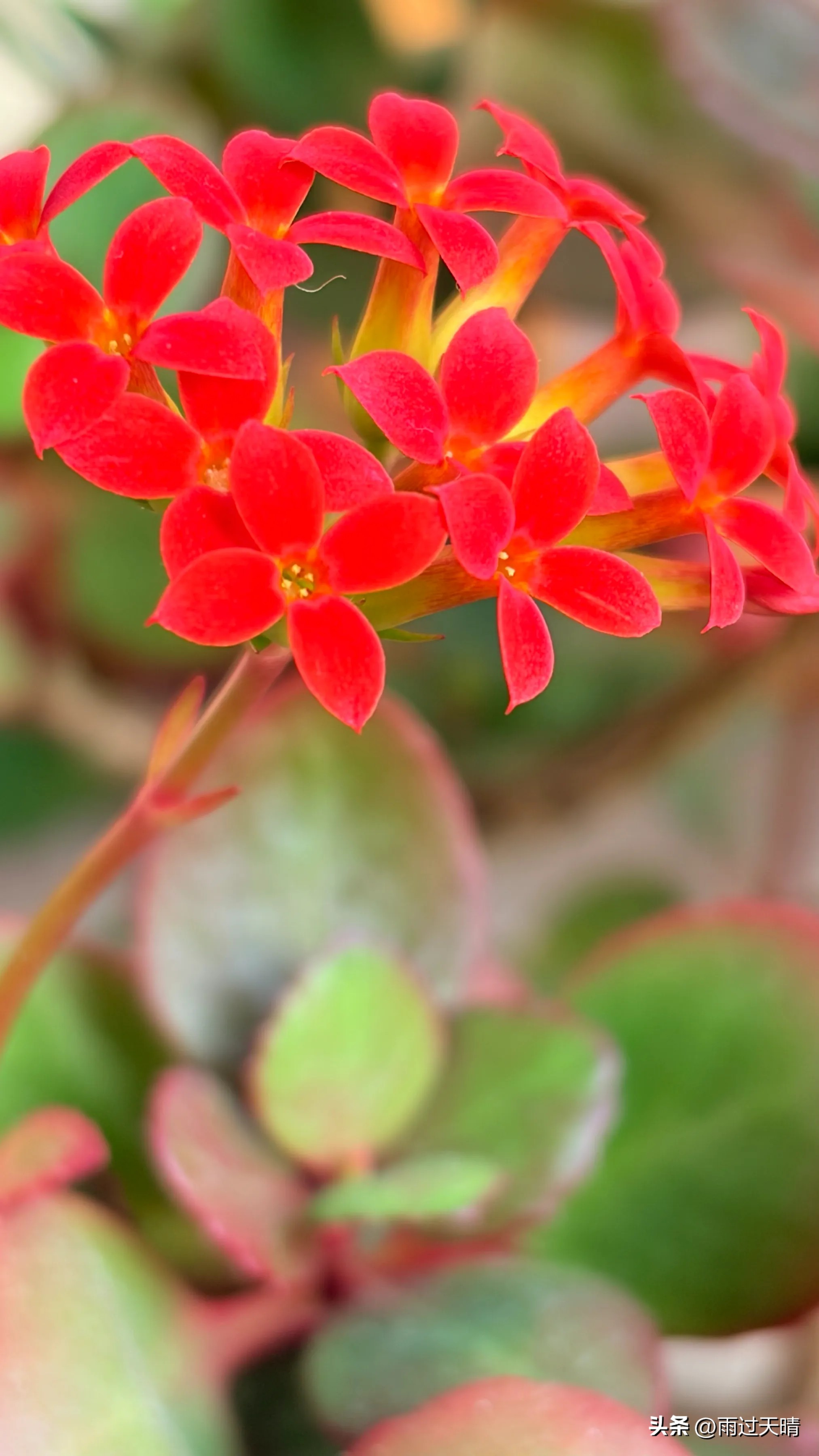 春季养生小知识100个_养肝顺时_春季养生