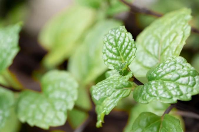 中医泡脚养生配方的注意事项_中药泡脚养生_泡脚反射区功效