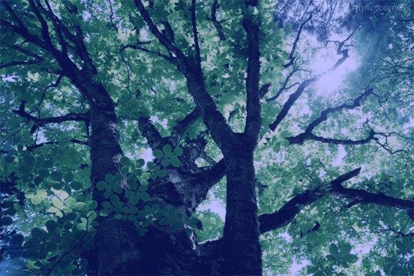 八字五行缺木的表现_五行缺木怎么补_补木风水 风水学