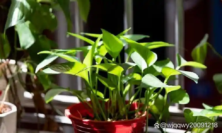 风水改善家居气氛_家居风水布局原则_风水谣言精装房风水旺运风水学