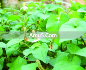 儿童过敏性咳嗽食疗_过敏性咳嗽鱼腥草食疗方_雪梨鱼腥草止咳偏方