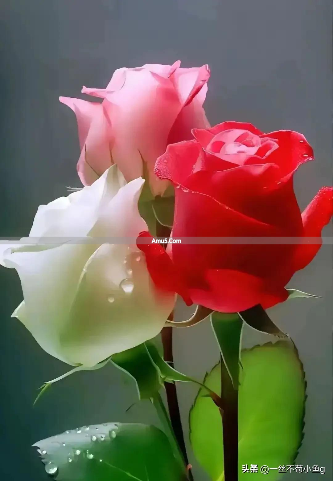 老宅大门风水意义_门向与家族兴旺_工厂大门风水