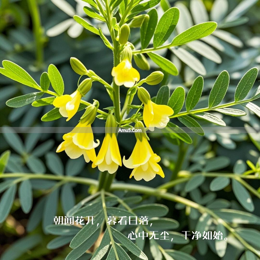 黄芪食用方法_黄芪养胃偏方_黄芪养生价值