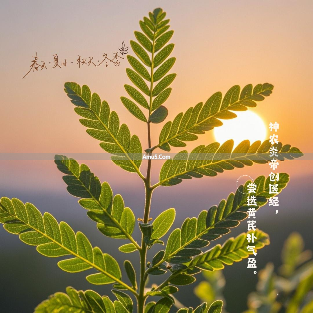 黄芪养生价值_黄芪食用方法_黄芪养胃偏方