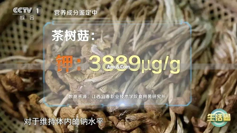 茶树菇抗炎作用_茶树菇好处_茶树菇食疗