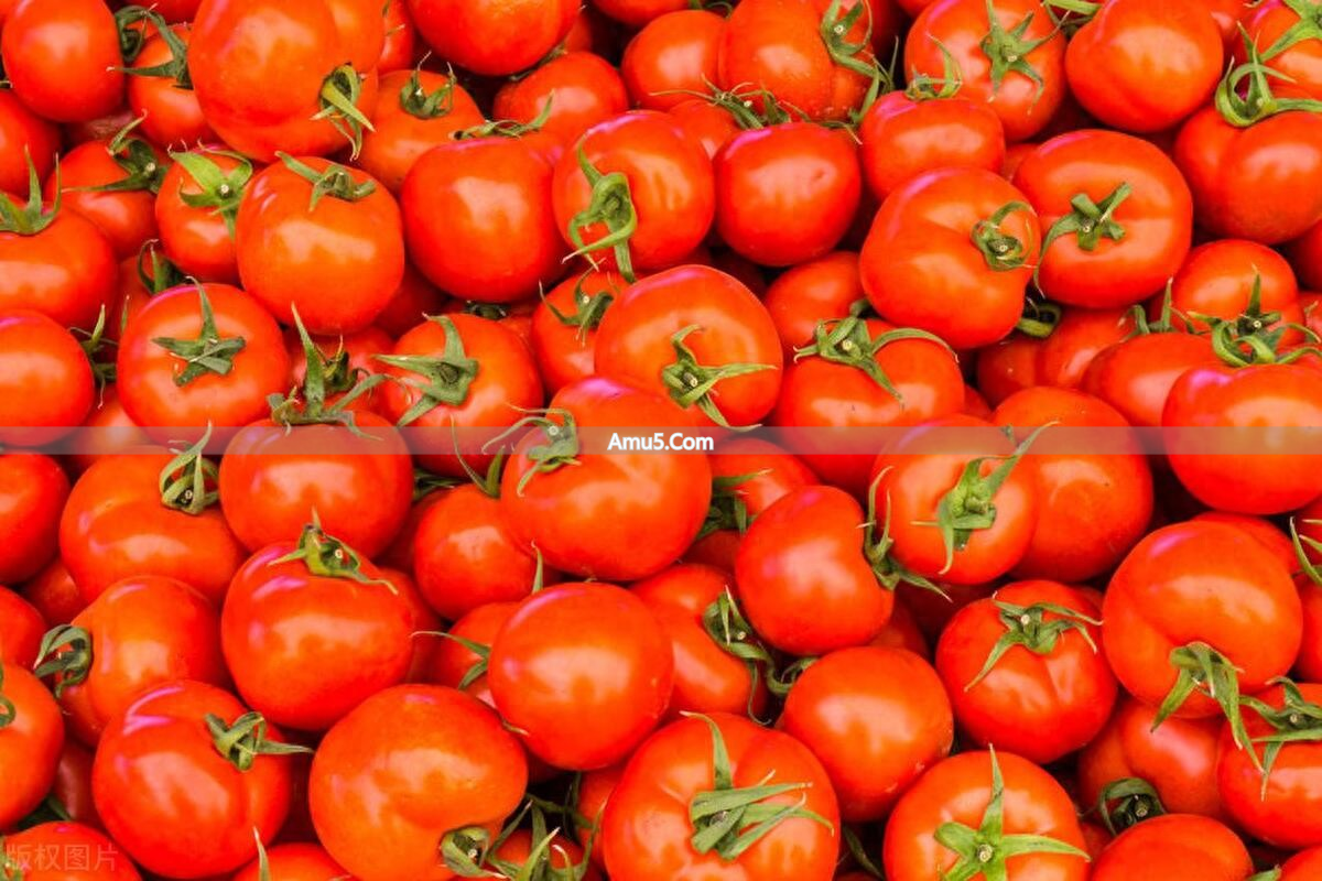 番茄食疗_西红柿药用价值_西红柿食疗方