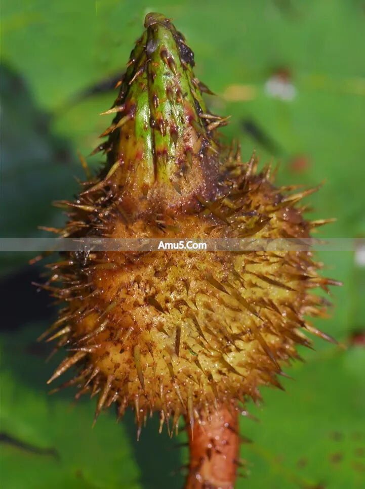 芡实食疗_芡实与莲子区别_芡实种植区域