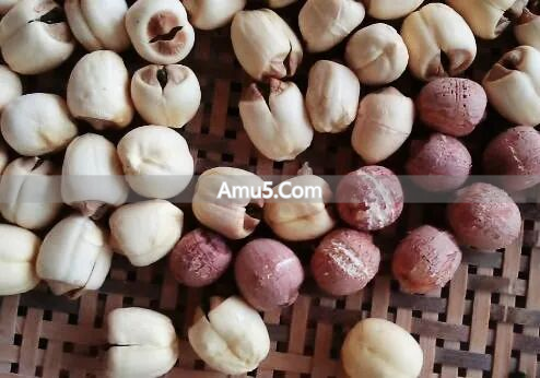 芡实种植区域_芡实食疗_芡实与莲子区别