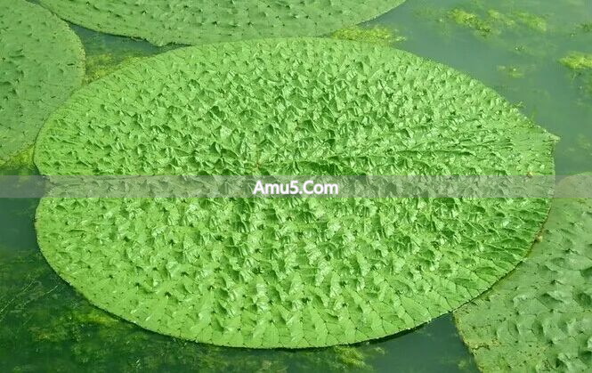 芡实种植区域_芡实食疗_芡实与莲子区别