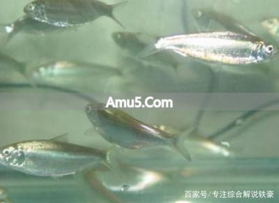 复式风水摆件摆放风水学_假山流水摆件风水布局_玄关装饰品选择