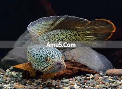 复式风水摆件摆放风水学_假山流水摆件风水布局_玄关装饰品选择