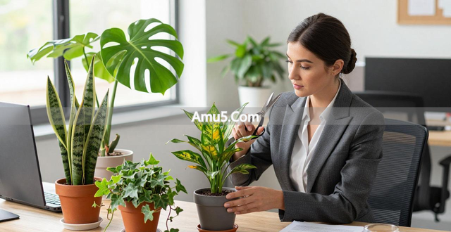 绿植净化空气提升效率_办公室绿植风水布局_办公桌绿植风水学