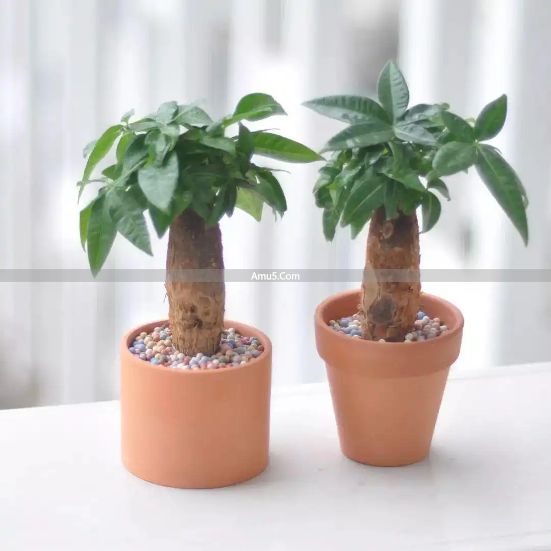 办公室绿植风水_发财树办公室摆放_办公桌绿植风水学