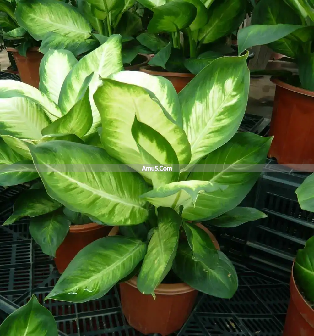 办公室绿植风水_发财树办公室摆放_办公桌绿植风水学