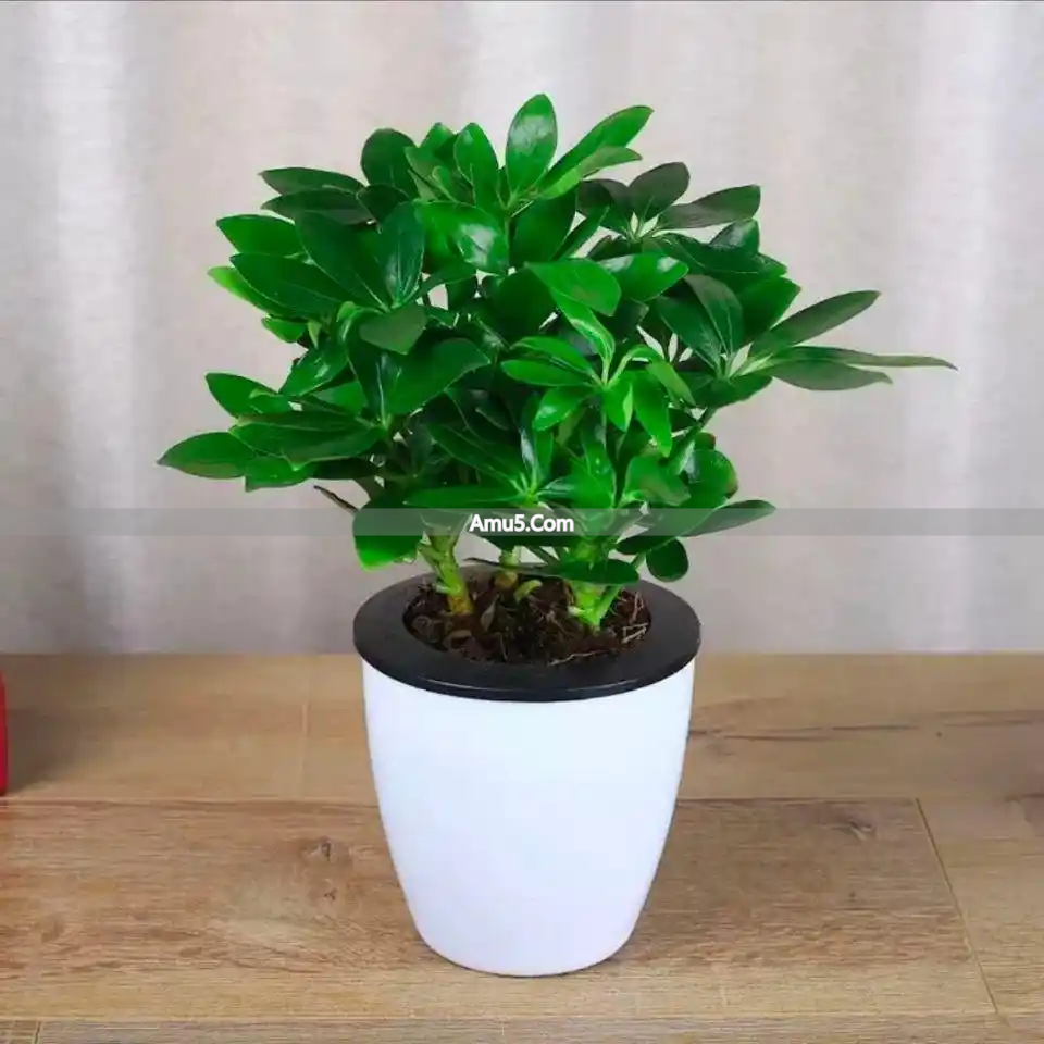 办公桌绿植风水学_办公室绿植风水_发财树办公室摆放