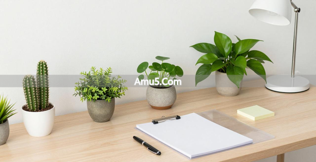 办公室植物风水化煞_办公桌绿植风水学_办公室植物风水聚财