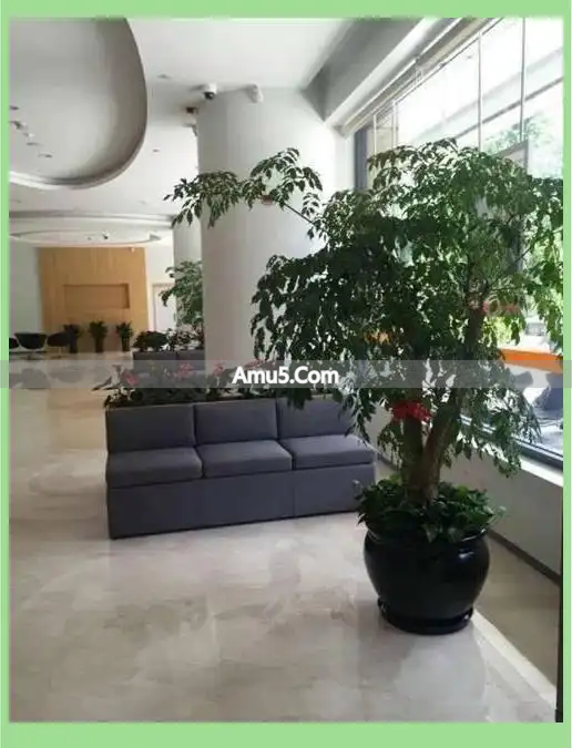 风水植物种类选择指南_办公室绿植风水摆放原则_办公桌绿植风水学