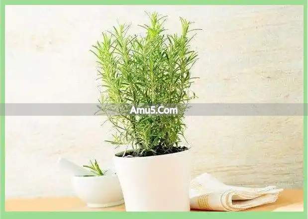 办公室绿植风水摆放原则_办公桌绿植风水学_风水植物种类选择指南