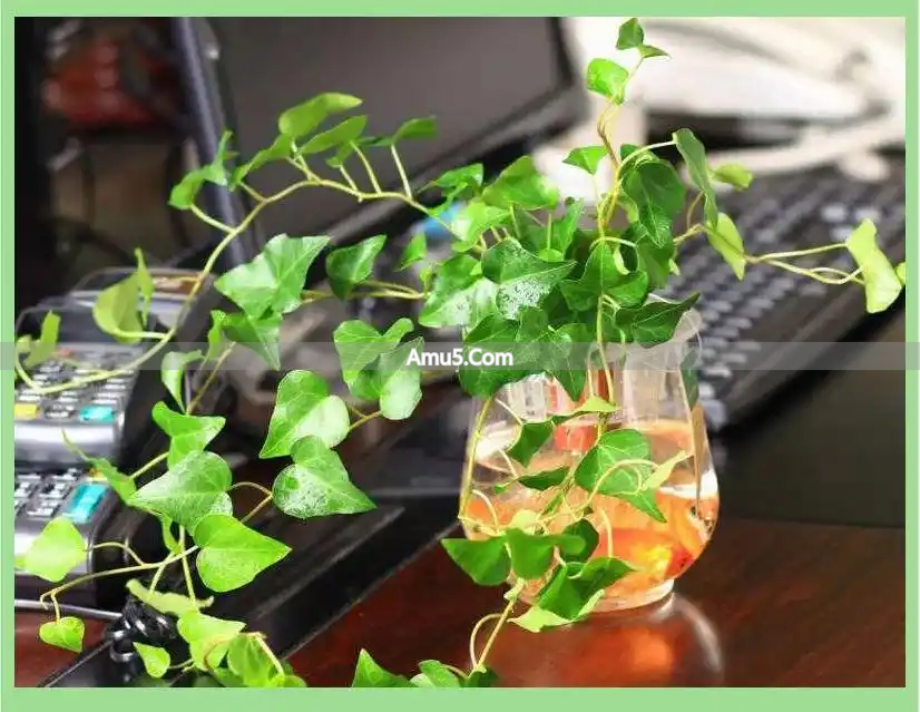 办公桌绿植风水学_办公室绿植风水摆放原则_风水植物种类选择指南