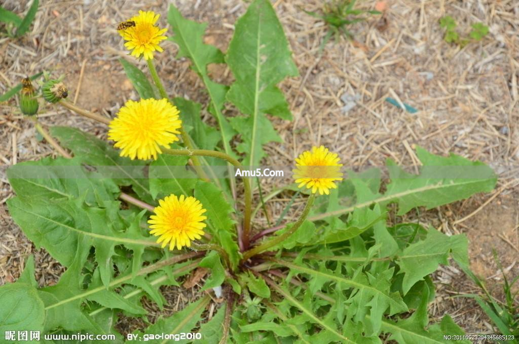 蒲公英泡水副作用_蒲公英性味功效_蒲公英红枣搭配禁忌