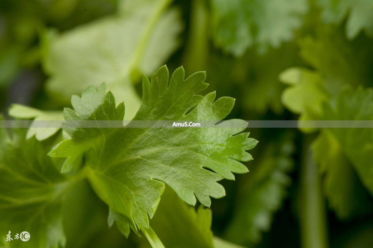 台风天养生食谱_防风食疗菜谱_简易食疗菜谱