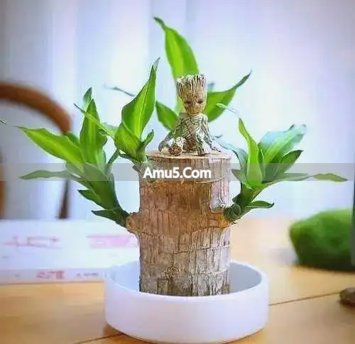 办公室风水最佳工位_提升工位私密性方法_办公提升是非不扰好风水学