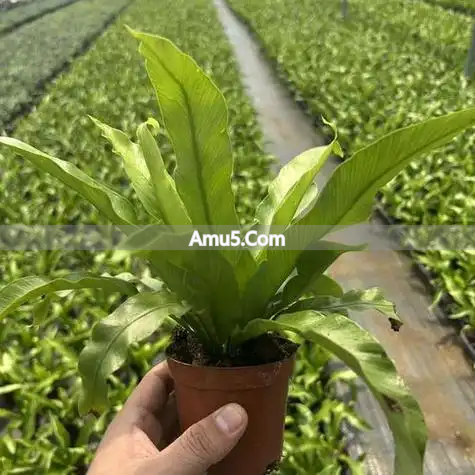 办公室风水最佳工位_办公提升是非不扰好风水学_提升工位私密性方法