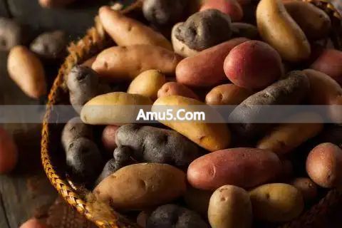 冬季应季土豆药膳 _ 冬季薯类养生 _ 红薯小人参功效