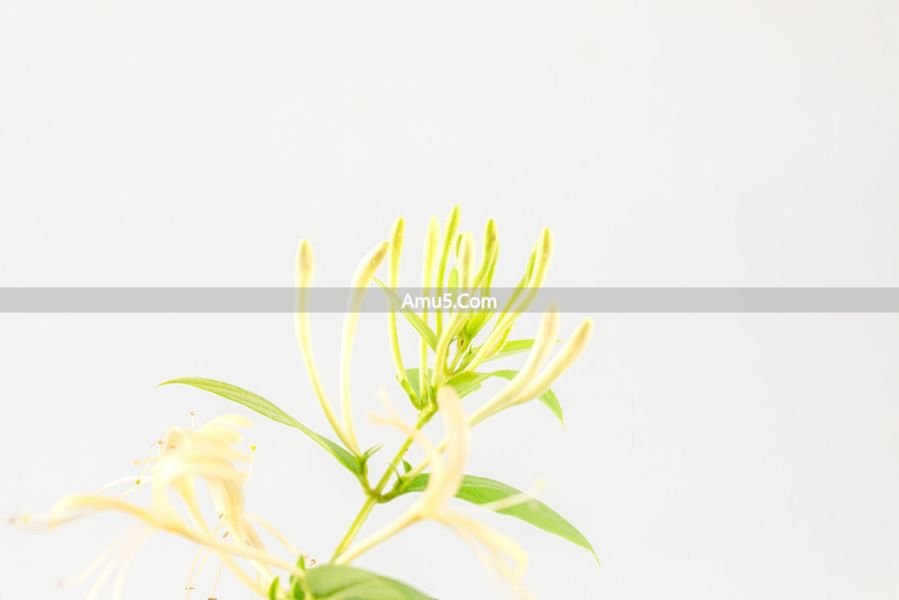 金银花搭配禁忌 _ 月经期金银花注意事项 _ 金银花服用禁忌