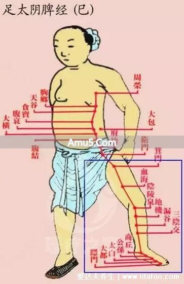 腿部经络图 6 条走向及穴位图 _ 腿部经络口诀 _ 大腿内侧经络图