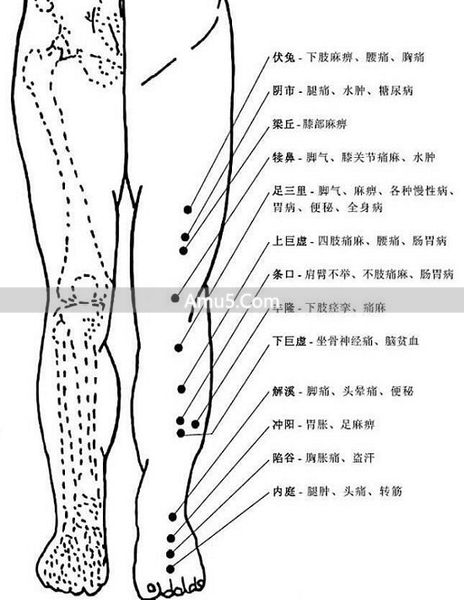 大腿内侧经络图 _ 腿部经络口诀 _ 腿部经络图 6 条走向及穴位图