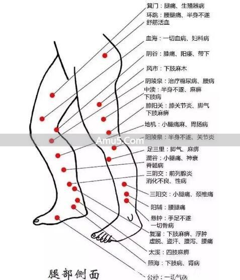 腿部经络图 6 条走向及穴位图 _ 腿部经络口诀 _ 大腿内侧经络图