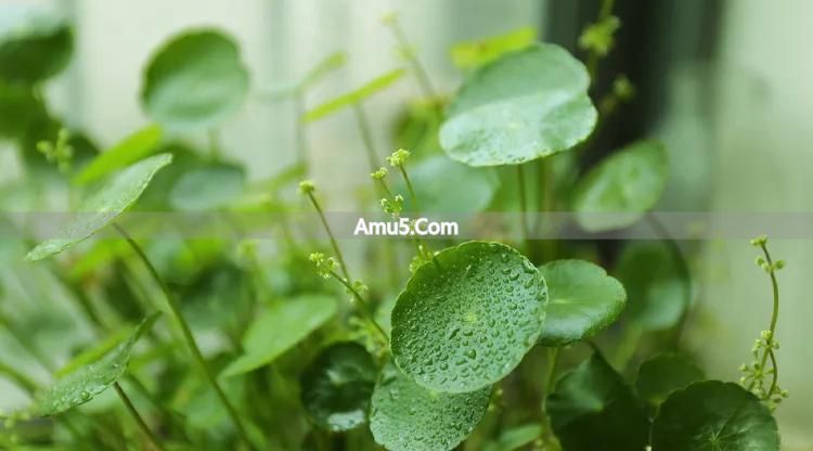 福字挂饰玄关作用 _ 玄关吉祥物摆放 _ 风水摆件搭配中国结摆放风水学