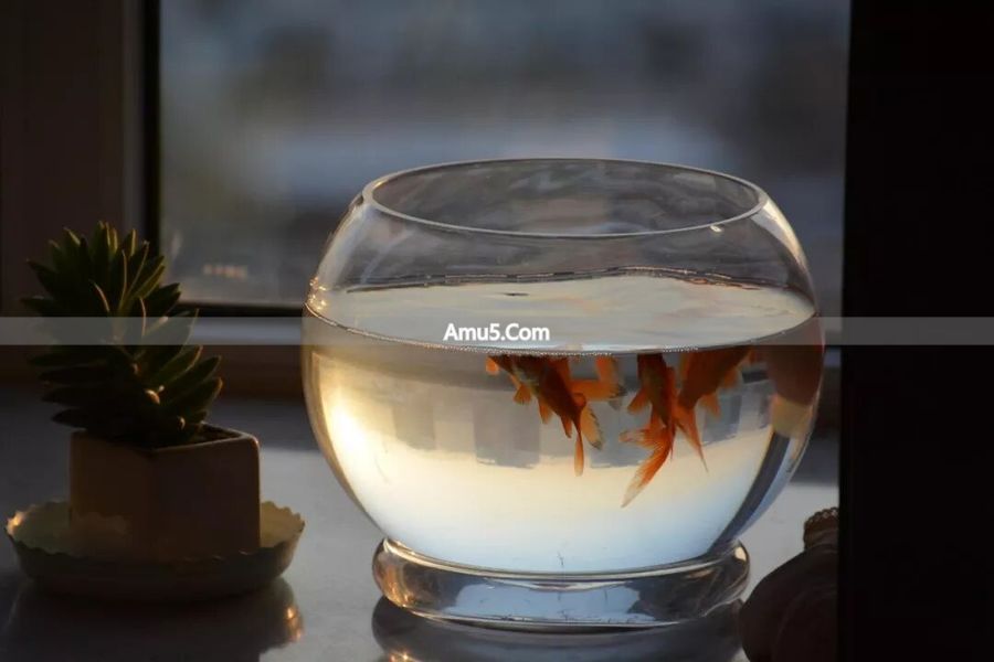 五帝钱挡煞避邪功效 _ 五帝钱增强运势摆放风水学 _ 风水鱼缸摆放禁忌