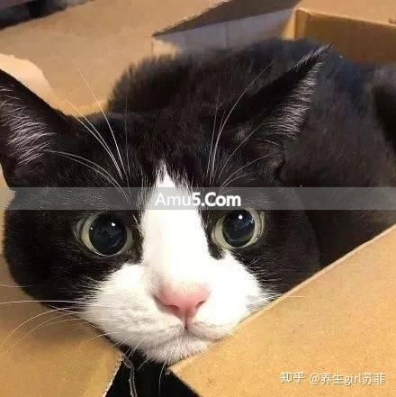 肾虚症状 _ 黑色食物补肾 _ 补肾食疗菜谱