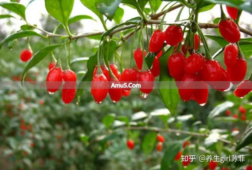 黑色食物补肾 _ 补肾食疗菜谱 _ 肾虚症状