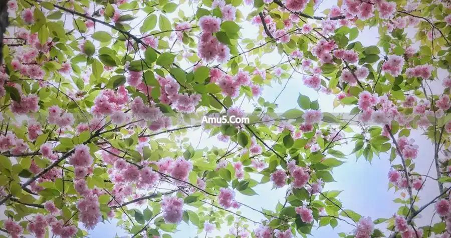 食疗养生推荐 _ 春季健脾祛湿药膳 _ 春季养生原则