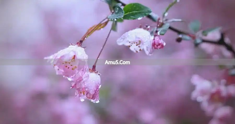 春季养生原则 _ 食疗养生推荐 _ 春季健脾祛湿药膳