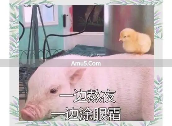 春季湿气重养生药膳 _ 春季健脾祛湿药膳 _ 荷叶粥红枣枸杞茶祛湿