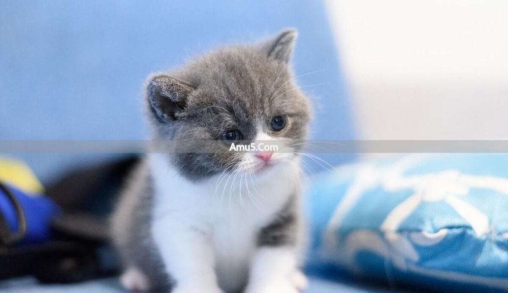 DIY 营养健康家常菜 _ 新鲜番茄炒鸡蛋做法 _ 番茄炒蛋食疗菜谱